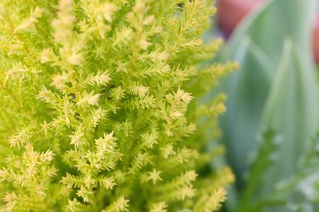 Gold Crestの写真素材