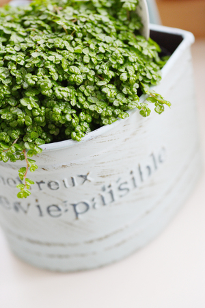 Plant Greenの写真素材