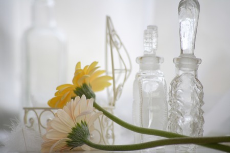 Gerberaの写真素材