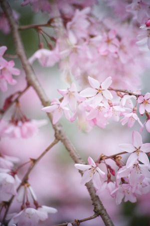 Weeping cherry treeの写真素材