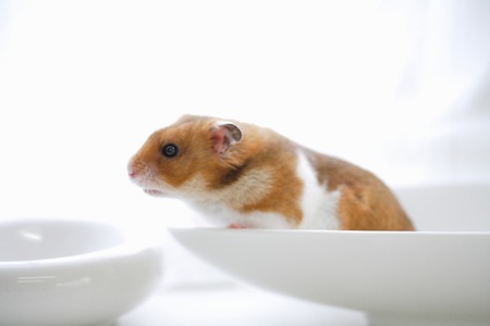 Hamsterの写真素材