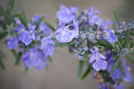 Rosemaryの写真素材