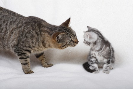 American shorthairの写真素材