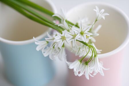 Alliumの写真素材