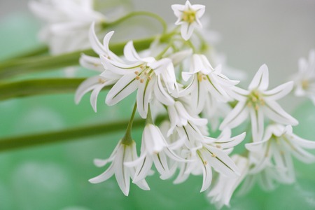 Alliumの写真素材