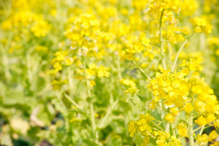 Rape blossomsの写真素材