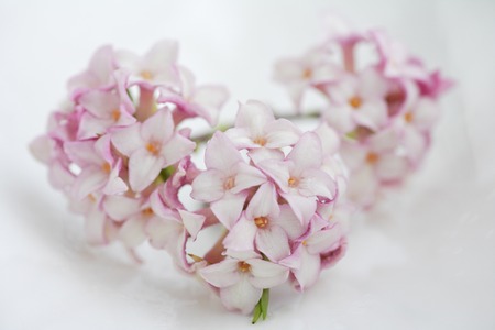 Daphneの写真素材