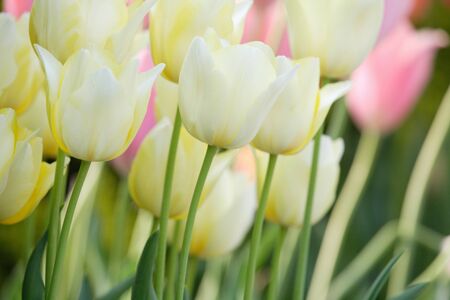 Tulipの写真素材