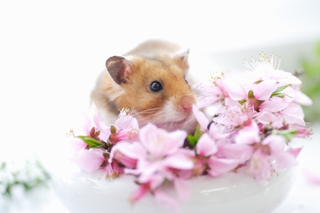 Hamster and flowersの写真素材