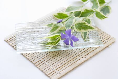 Periwinkleの写真素材