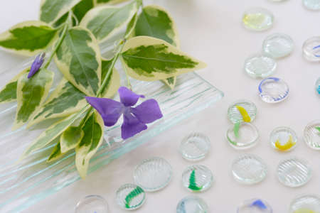 Periwinkleの写真素材