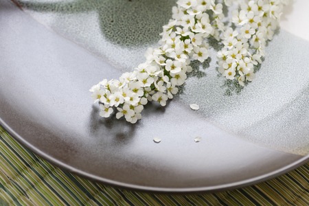 Spiraea thunbergiiの写真素材