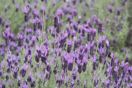 Lavenderの写真素材