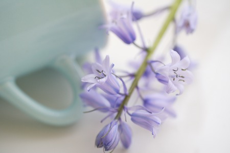 Schillerの写真素材