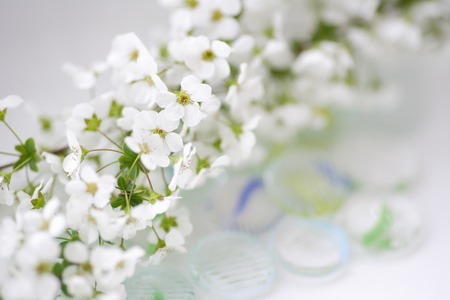 Spiraea thunbergiiの写真素材