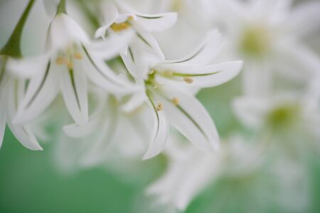 Allium