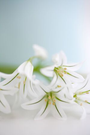 Allium