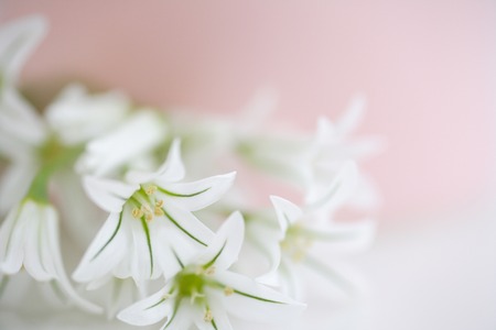 Alliumの写真素材