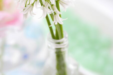 Alliumの写真素材