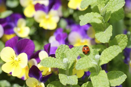 Spring gardenの写真素材