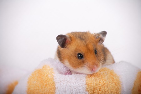 Hamsterの写真素材
