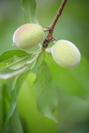 Peach of a realの写真素材