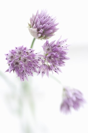 Negibbouz chivesの写真素材