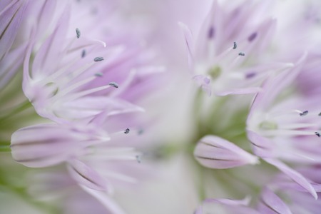 Negibbouz chivesの写真素材