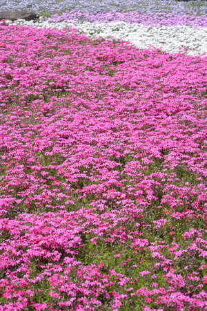Cherry Blossomの写真素材