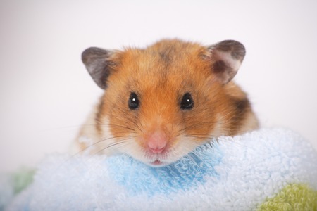 Hamsterの写真素材