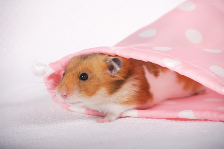 Hamsterの写真素材