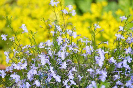 Azzurro compactの写真素材