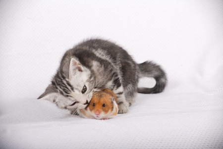 The cat and Hamsterの写真素材