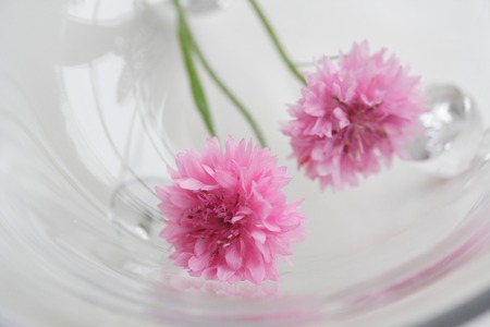 Cornflowerの写真素材