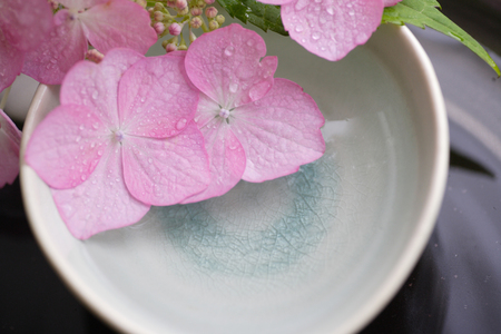 Hydrangea