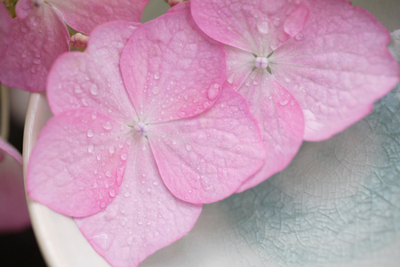 Hydrangeaの写真素材