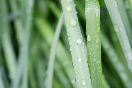 Snowflake leavesの写真素材