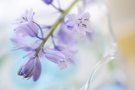 Schillerの写真素材