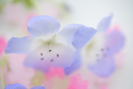 Nemophilaの写真素材
