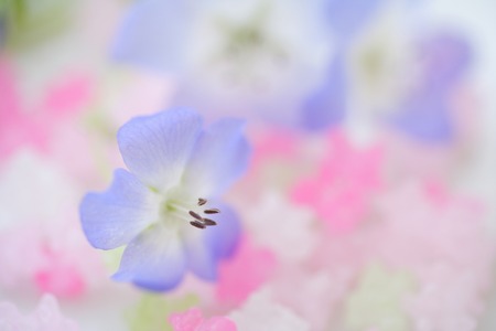 Nemophilaの写真素材