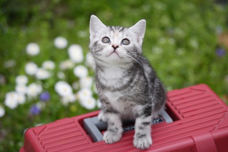 The catの写真素材