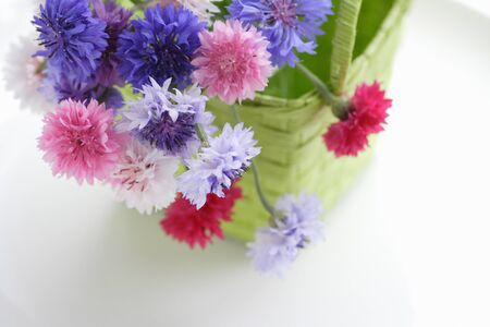 Cornflowerの写真素材