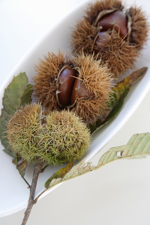 Chestnutの写真素材