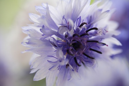 Cornflowerの写真素材