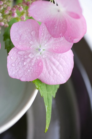 Hydrangea