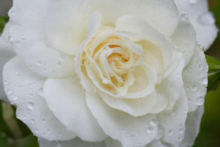 Roseの写真素材
