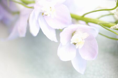 Delphinuumの写真素材