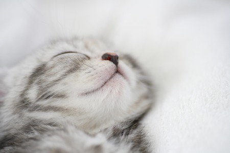 Napping Kitty