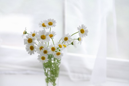 Snowballの写真素材