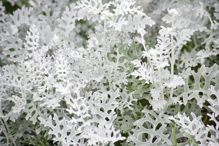 Shirotaegikuの写真素材